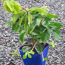 Pachysabdra terminalis 1L pot