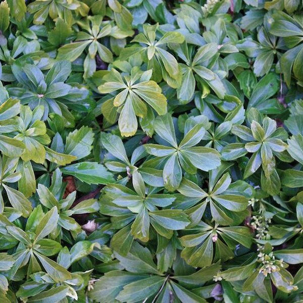 Pachysandra terminalis