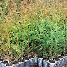 Thuja plicata (Western Red cedar)
