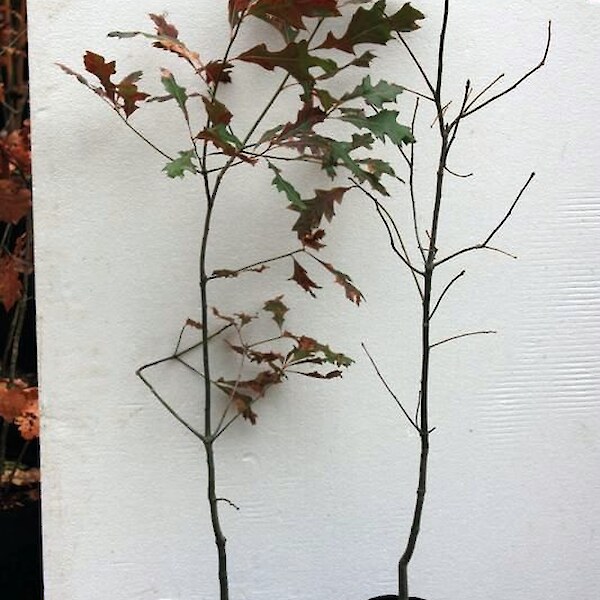 Quercus cerris (Turkey Oak)