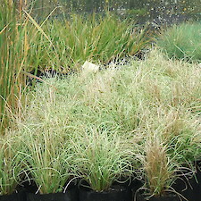 Carex Bannockburn