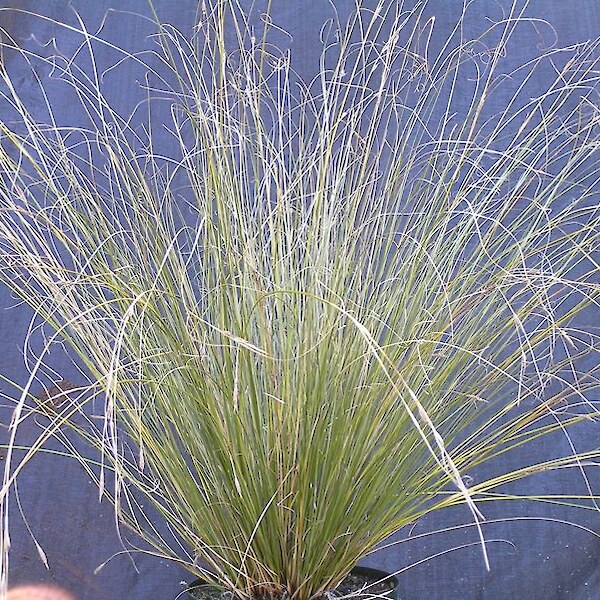 Carex Bannockburn