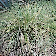 Carex flagellifera