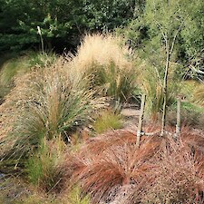 Carex tenuiculmis