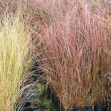 Carex tenuiculmis V150 grade