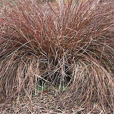 Carex tenuiculmis PB 3 grade