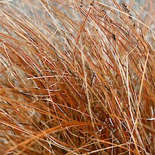 Carex tenuiculmis