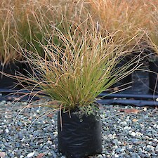 Carex testacea