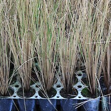 Festuca novae-zelandiae