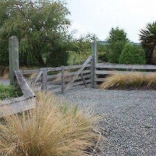 Poa cita (Silver Tussock) at entrance way
