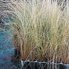 Poa cita (Silver Tussock) V150 grade