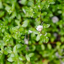 Anaphaloides bellidioides