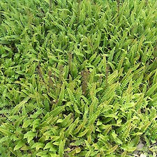 Blechnum penna marina