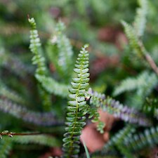 Blechnum penna-marina