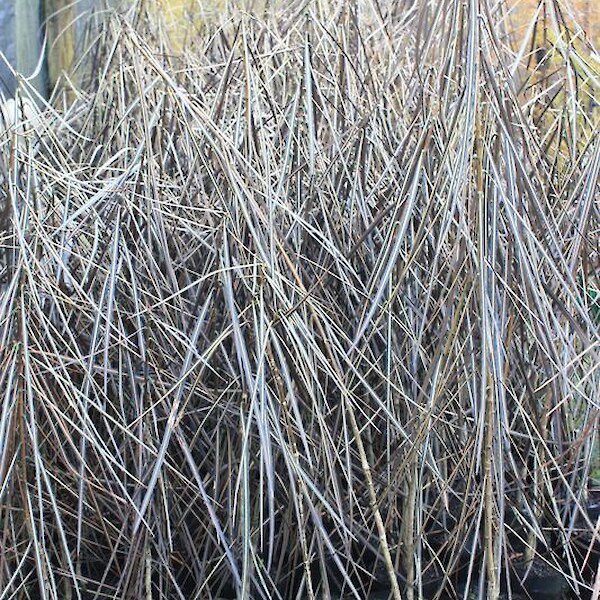 Pseudopanax crassifolius (Lancewood)
