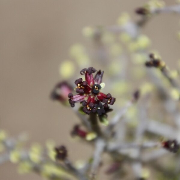 Pittosporum obcordatum flower