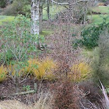 Pittosporum obcordatum