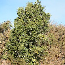 Pittosporum eugenoides mature tree