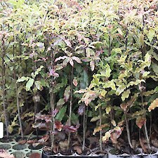Pittodsporum eugenoides V150 grade