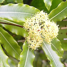 Pittosporum eugenioides