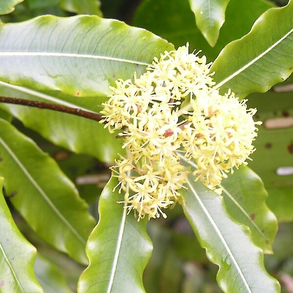 Pittosporum eugenoides flower