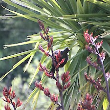 Phormium tenax - common flax - tui eating nectar