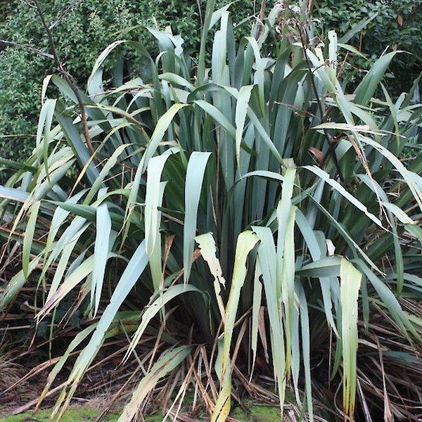 Phormium tenax - common flax