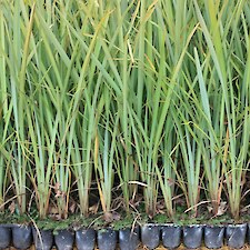 Phormium tenax - common flax - V310 grade