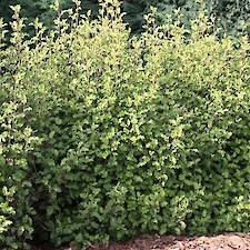 Olearia paniculata
