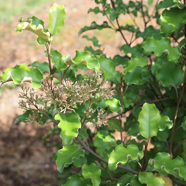 Olearia paniculata foliage