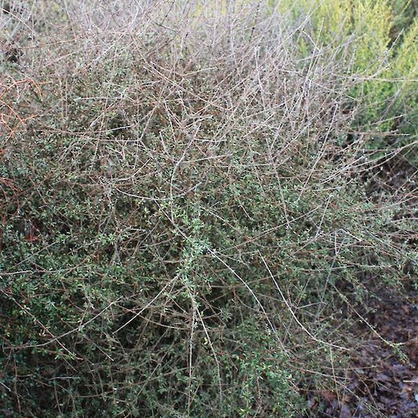 Olearia bullata