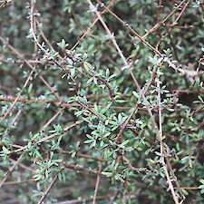 Olearia bullata foliage
