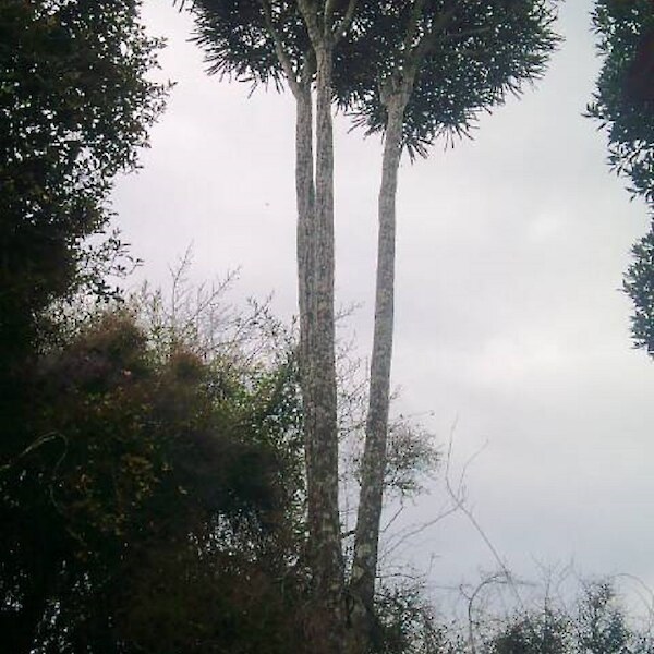 Pseudopanax ferox (Saw-toothed Lancewood) mature tree