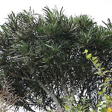 Pseudopanax ferox (Saw-toothed Lancewood) mature tree