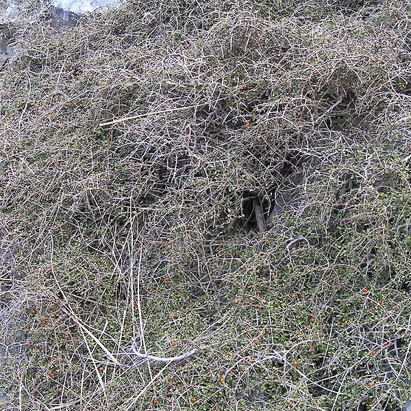 Coprosma dumosa - mature plant