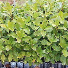 Coprosma lucida