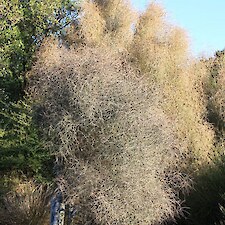 Coprosma virescens