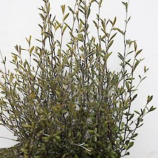 Corokia ‘Red Wonder’