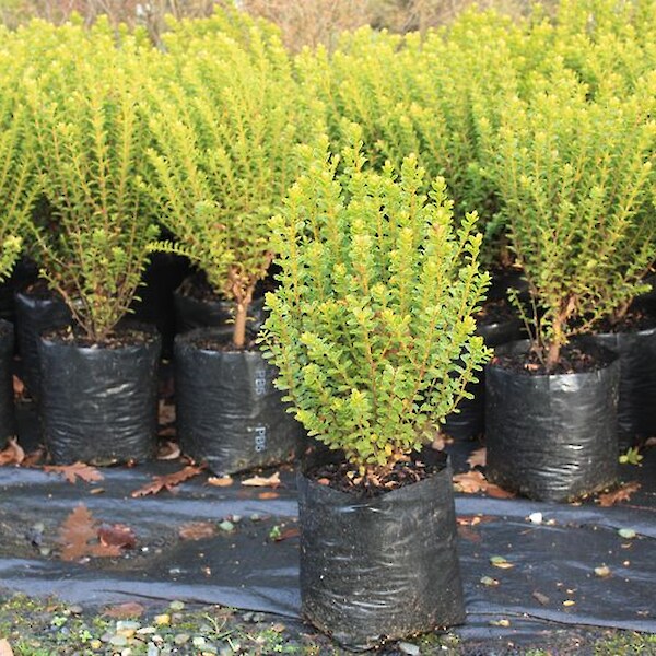 Hebe buxifolia PB5 grade