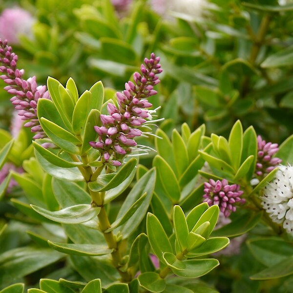 Hebe Oratia Beauty flower