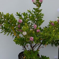 Hebe Oratia Beauty PB5 grade