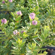 Hebe Oratia Beauty