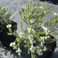 Hebe pauciramosa PB5 grade in flower