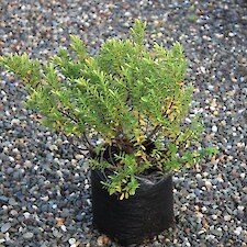 Hebe rakaiensis PB5 grade