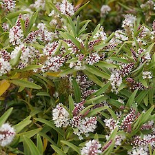 Hebe recurva flower