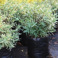 Hebe recurva