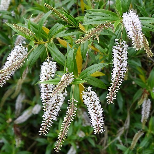 Hebe salicifolia flower