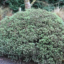 Hebe topiaria mature plant
