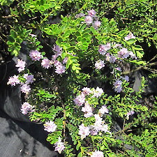 Hebe ‘Wiri Cloud’ PB5 grade in flower