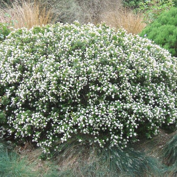 Hebe ‘Wiri Cloud’ in flower